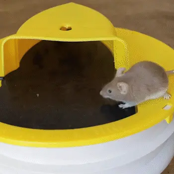 Mousetrap – Csapda egereknek és patkányoknak 02