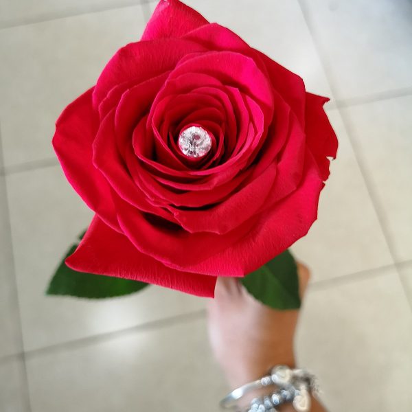 Rose Flower – Rózsa virág nőnek